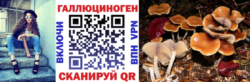 Галлюциногенные грибы Psilocybine cubensis  Кропоткин 
